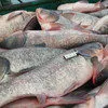 рыба свежая толстолобик 170 р/кг опт в Нестерове