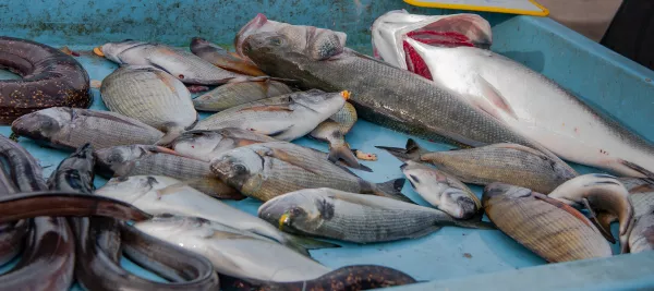 В Калининградской области с начала 2023 года проконтролирован ввоз более 23 тыс. т рыбы и морепродуктов из 19 стран мира
