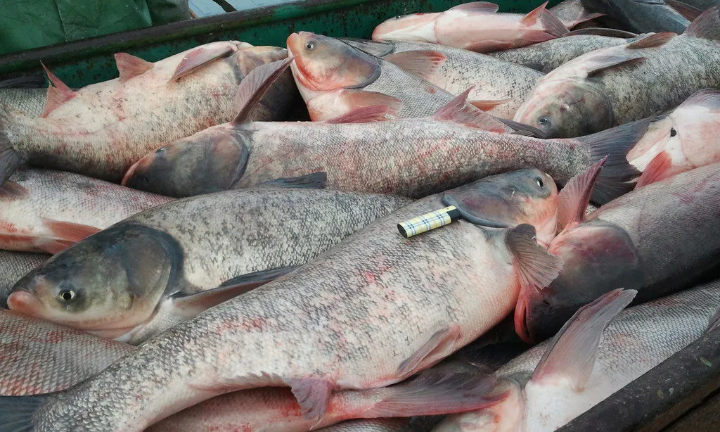 фотография продукта Рыба свежая толстолобик 170 р/кг опт